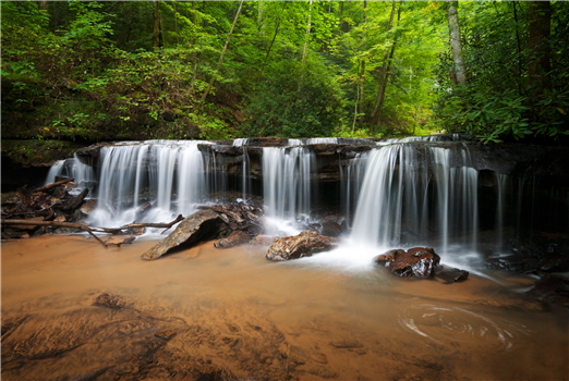 Forest Bathing