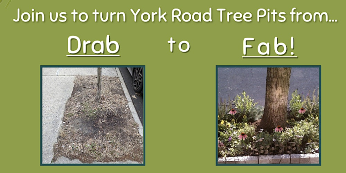 York Road June Volunteer Flower Planting