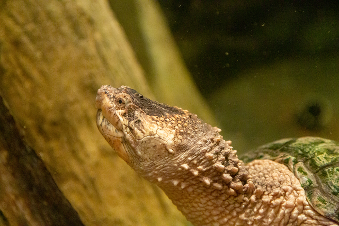 Live Animal Feeding – Snapping Turtle