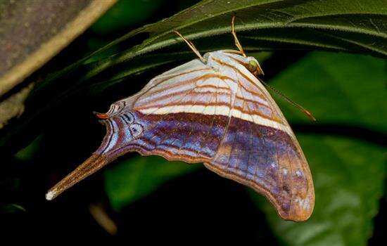 Educator Trek: Butterfly Pinning and Backyard Bug Collecting