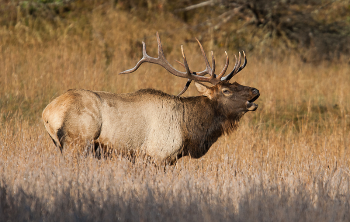 Educator Trek: Got Elk?