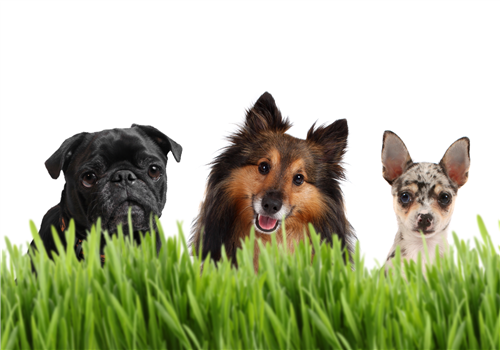 RPD Rabies + Microchip Clinic