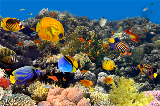 Live Animal Feeding – Ocean Habitat