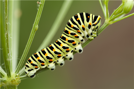 Nature Stories