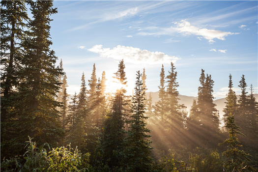 Forest Bathing