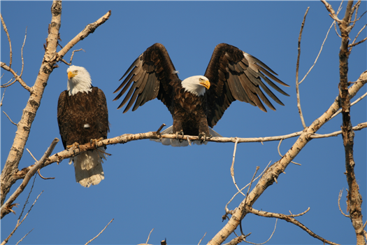 Birdwatching