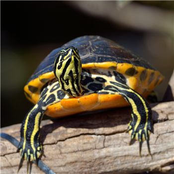 Lifelong Adventure: Topsail Island Sea Turtles