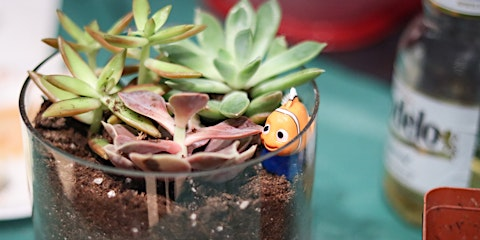 Plantas con Titos: Terrariums