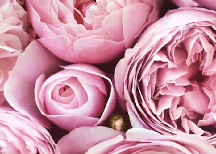 Mother’s Day Brunch 2026