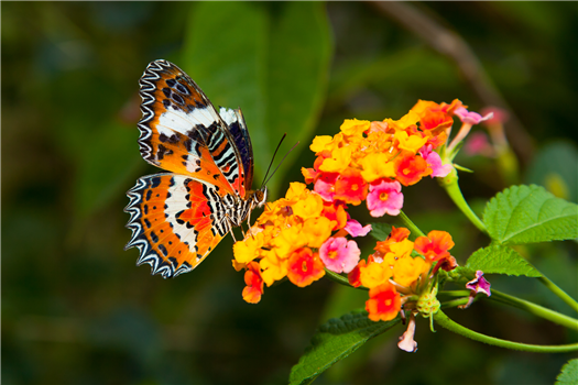 Monarch Butterfly Release and Celebration