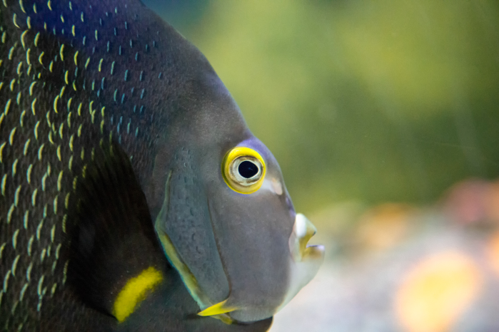 Live Animal Feeding – Ocean Habitat