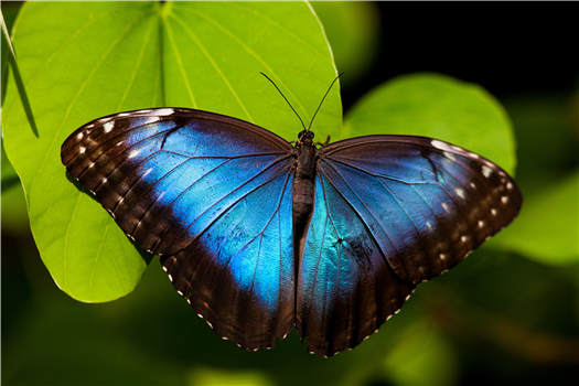 How to Raise Monarch Butterflies