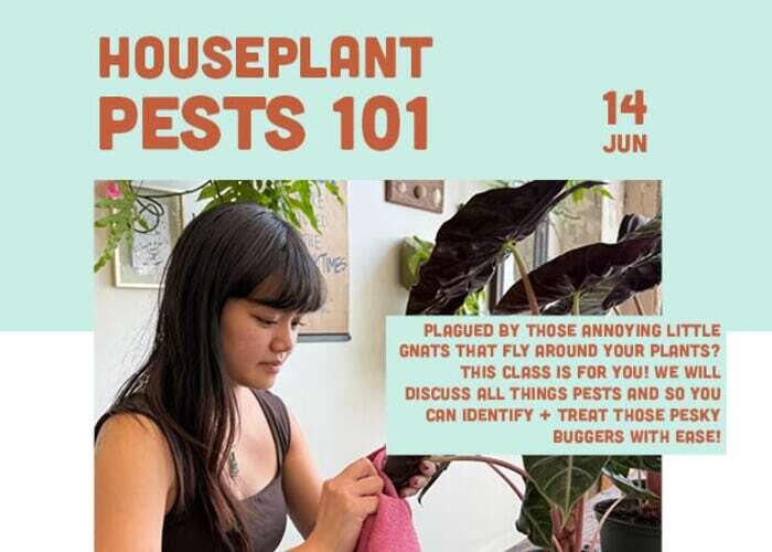 Houseplant Pests 101