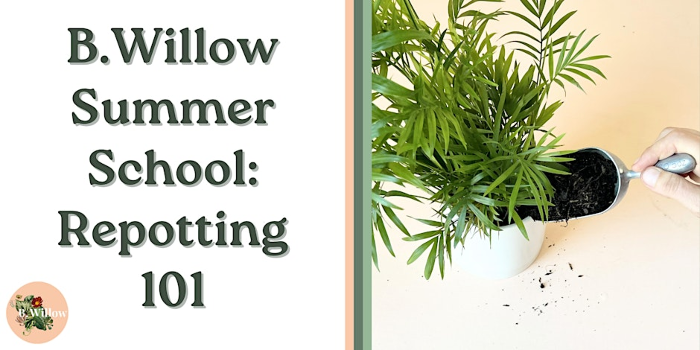 B.Willow Summer School: Repotting 101