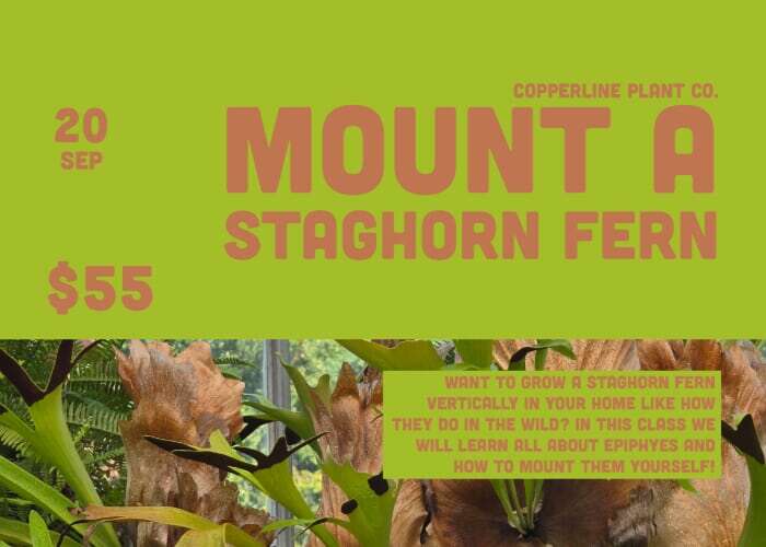 DIY Mounted Staghorn Ferns