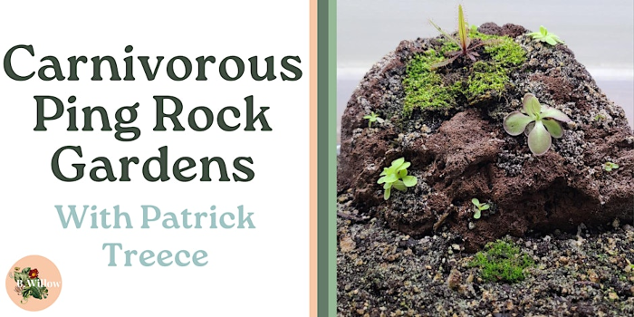 Carnivorous Ping Rock Gardens