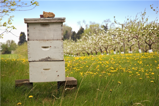 Science Detectives: Pollinator Power