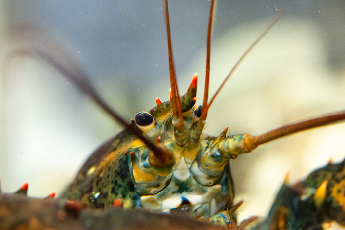 Live Animal Feeding: Lobster