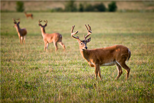 Return of the Wild: A Lewis and Clark Wildlife Resurvey